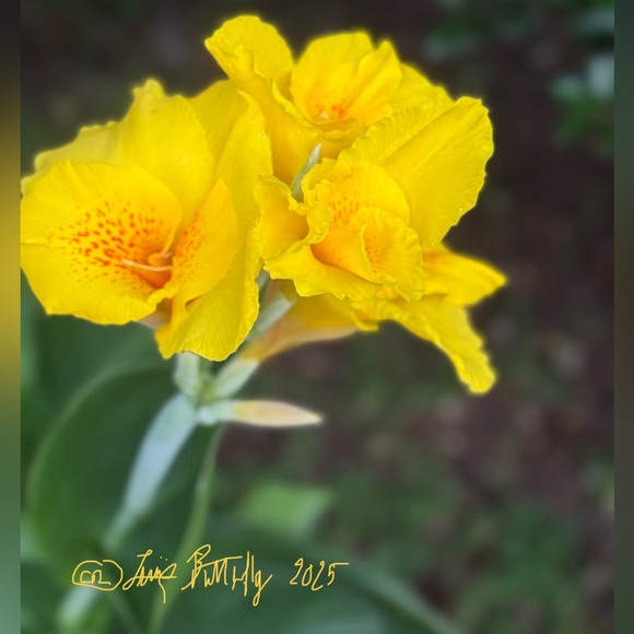 Living Butterfly - Picture 4 of 4